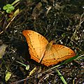 Superbe papillon denviron 12 cm