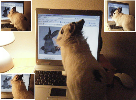 CHAUD LAPIN