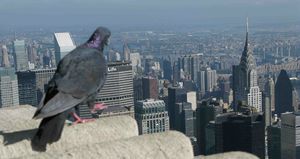 20F_EmpireStateBuilding_NycWildlife_TakingThePlunge_poor