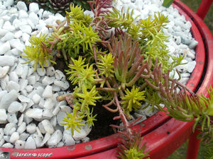 Sédum spurium Angelina