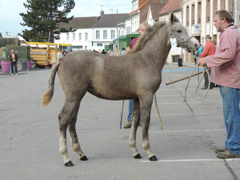 Giroflée duMaré deTer (AraboBoulonnaise) - 16 Octobre 2016 - Concours de Poulains - Hucqueliers (62) - 1ere (pouliches de l'année (livre B))