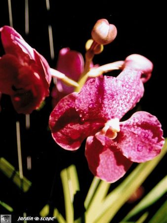 Orchidee_rouge