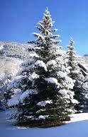 sapin neige