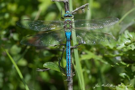 2013_06_22_Anax_imperator_02