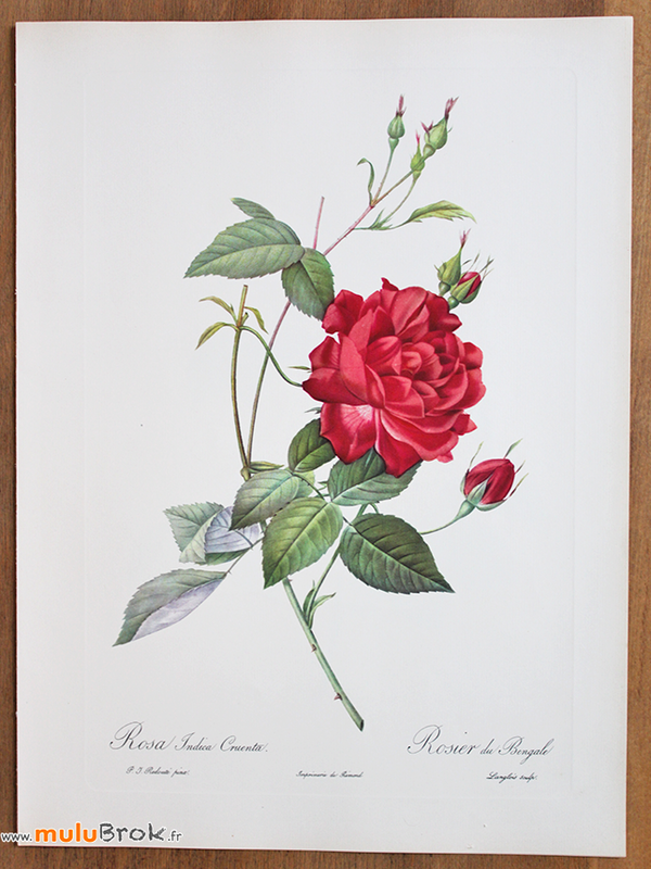 ROSIER-DU-BENGALE-Redouté-muluBrok