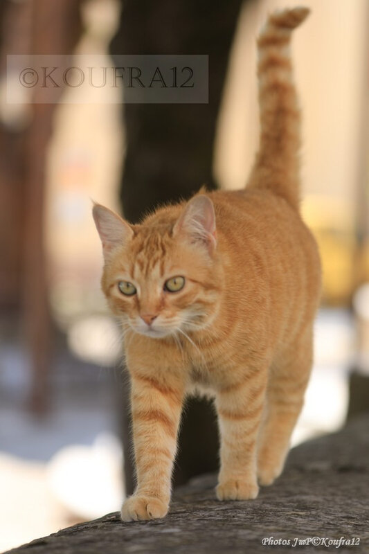 Photos JMP©Koufra 12 - Le Caylar - Chats - 07072019 - 0009