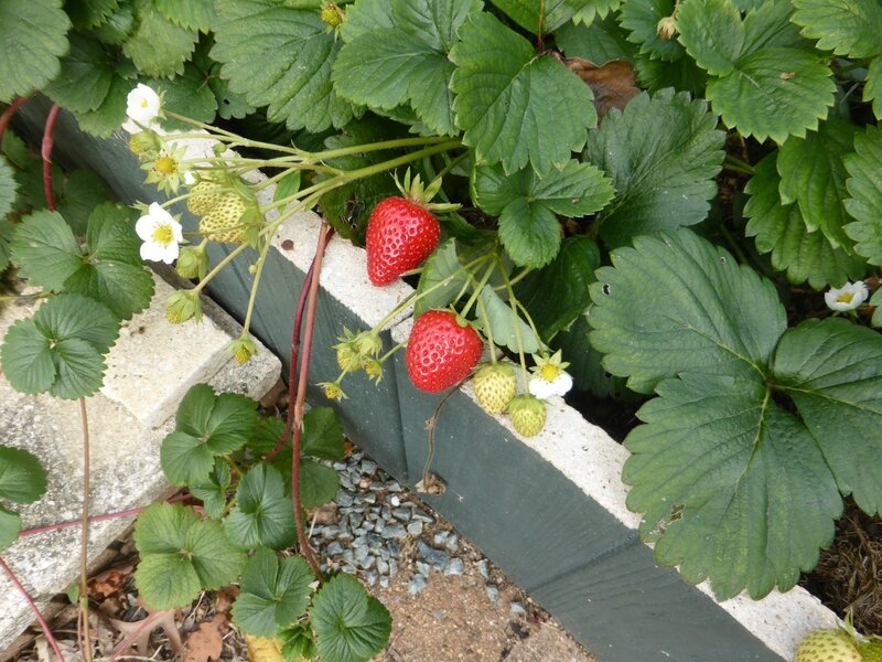 6-fraises (3)