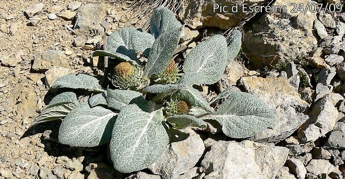 Berardia lanuginosa
