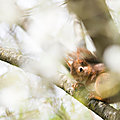 Voici l'écureuil dans les fleurs de <b>cerisier</b> ...