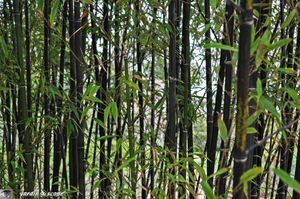 Bambou-noir