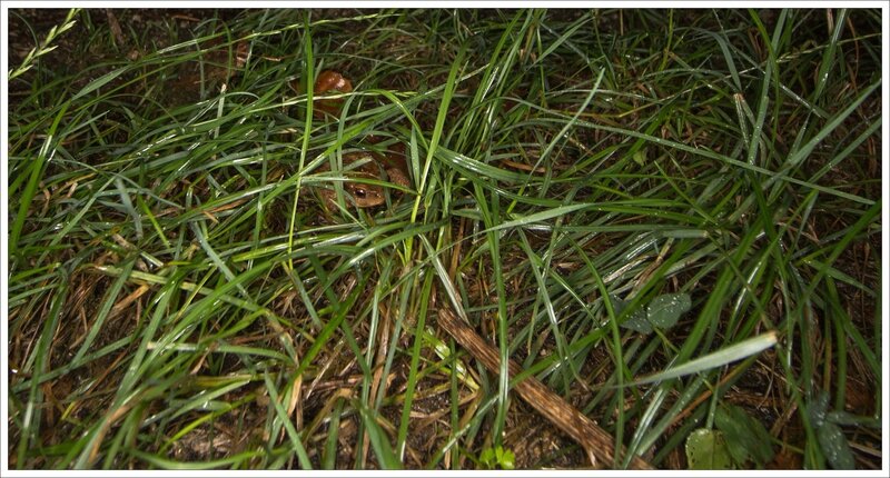 ville nuit pluie crapaud herbe 080815 1