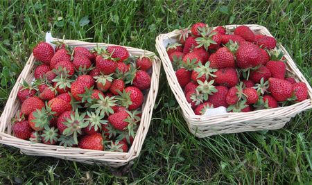 2009_05_24_premi_re_r_colte_fraises__Plaisance