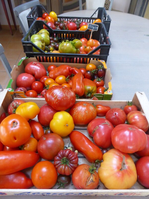 17-tomates du jour (4)