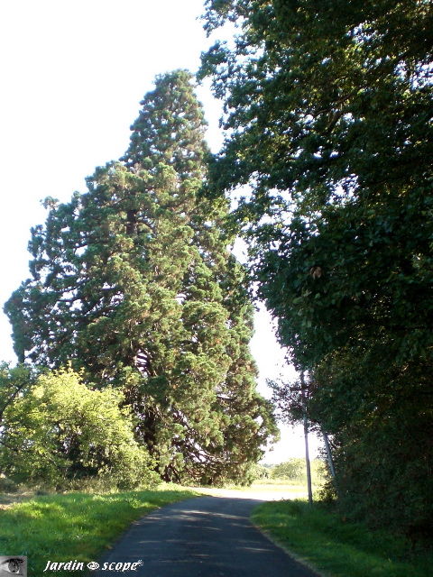 Séquoia géant • Sequoiadendron giganteum