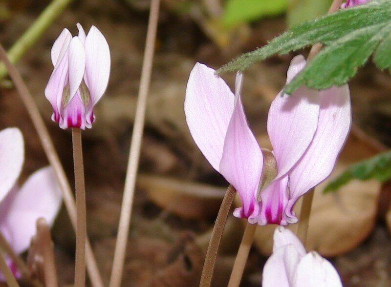 Cyclamen de Naples
