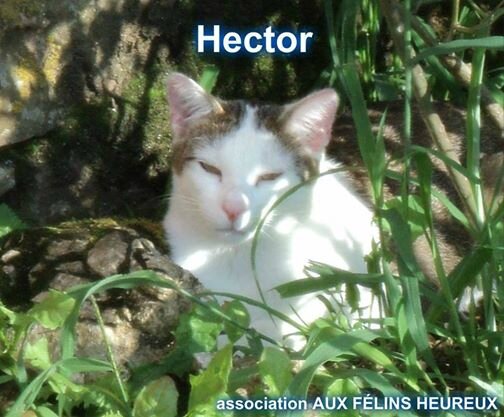 Hector mon filleur félin