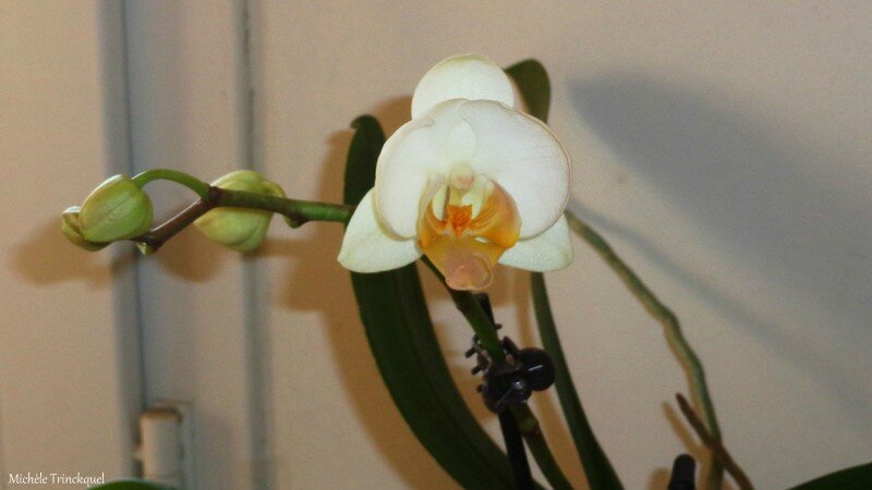 Orchidée blanche 1602162