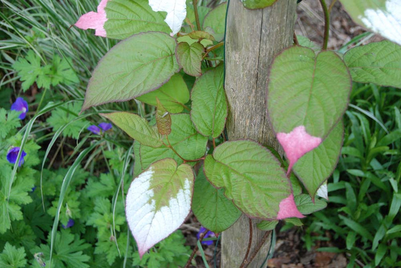 Actinidia pilosula 0