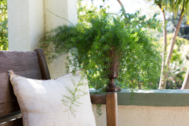 asparagus-fern-porch-mimi-giboin-1466x977