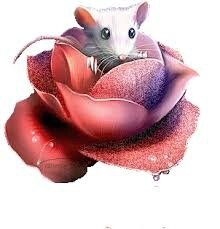 souris-rose