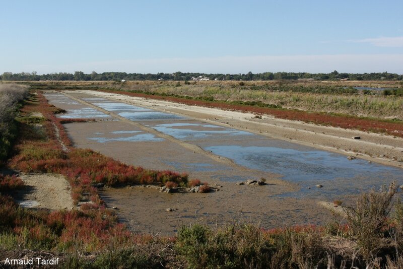 00652 Ile de Ré - RN de Lilleau des Niges blog