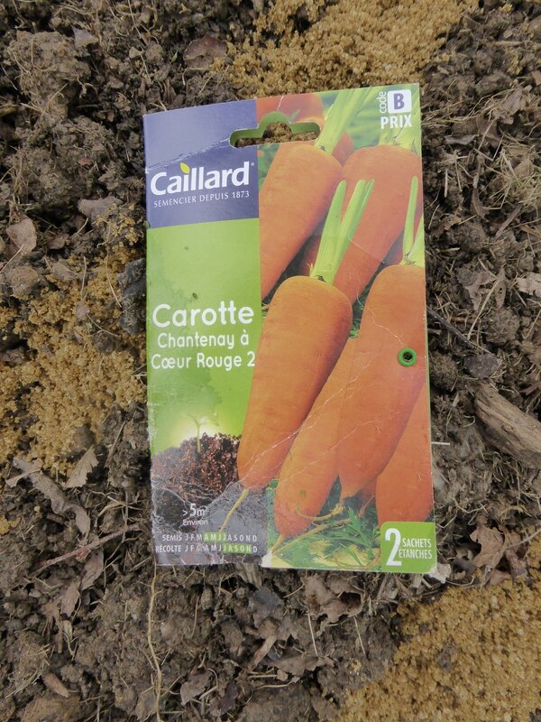 26-semis carottes (3)