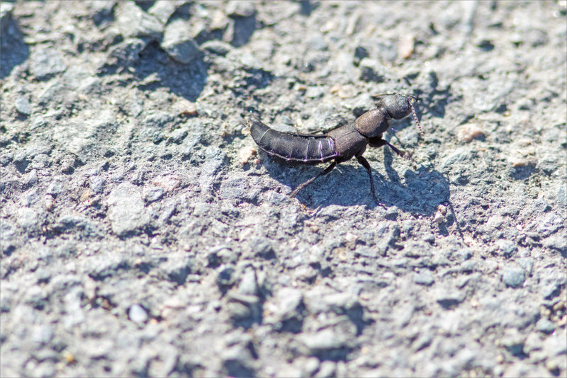 Insecte staphylin route gravillons 220921 2