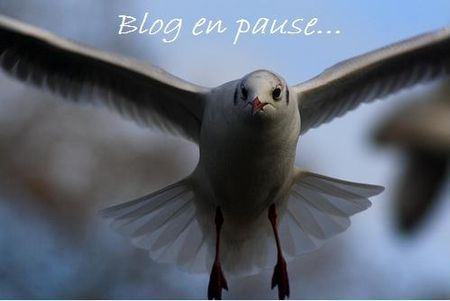 Pigeon_en_pause