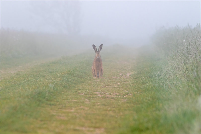 Plaine matin brouillard lièvre 290422 2 ym