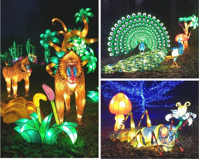 Lumières sauvages ©Kid Friendly