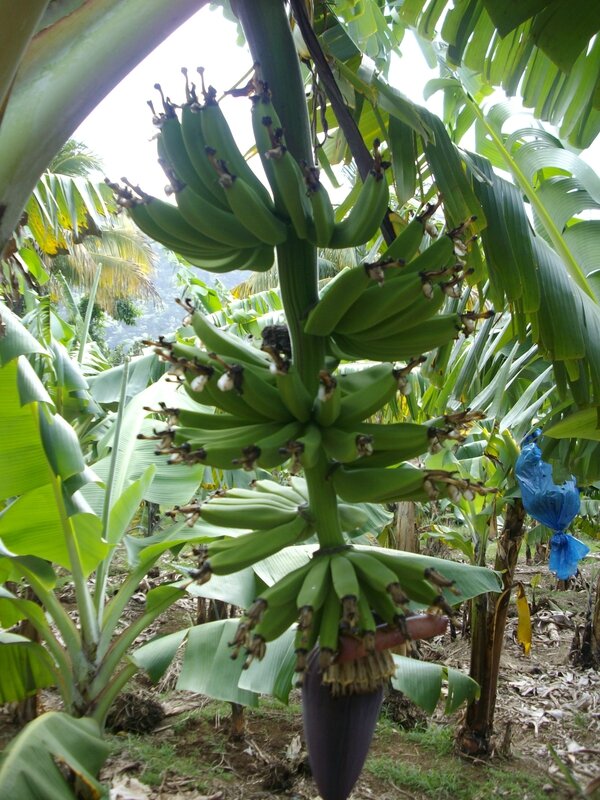 bananeraie (2)