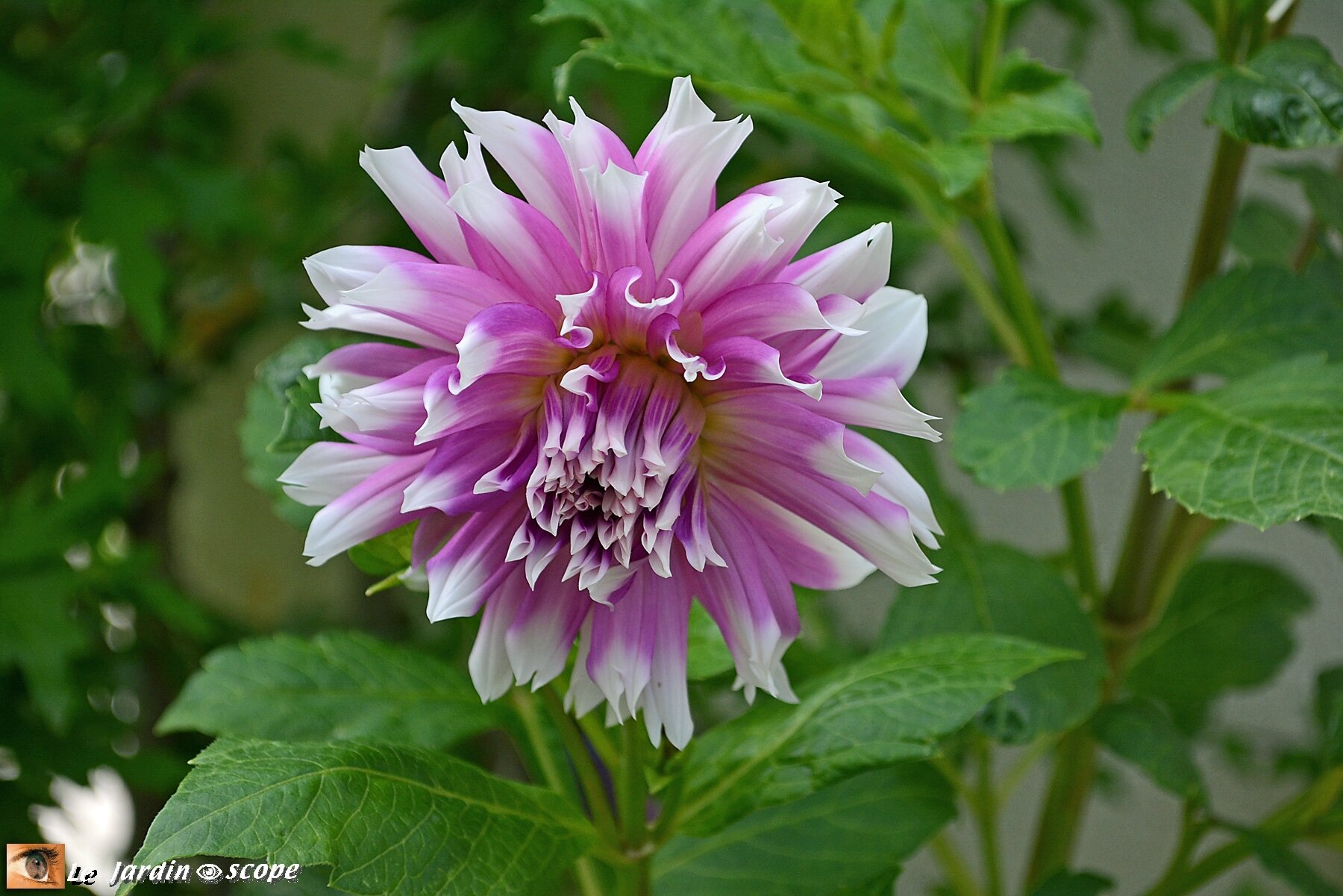Dahlia Ballade (label Rouge)