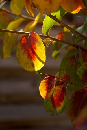 Arbre_en_Automne_2_TC