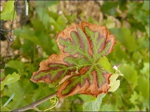 feuille_vigne_malade