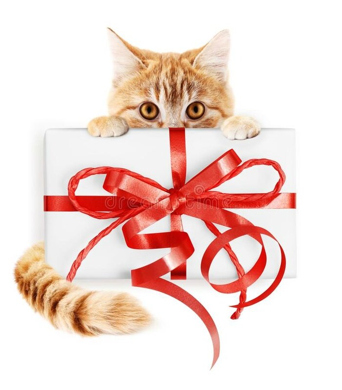 le-chat-de-gingembre-et-paquet-cadeau-noël-avec-ruban-rouge-cintrent-isola-101415088