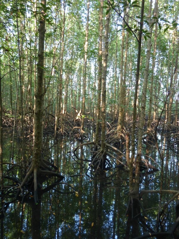 mangroves