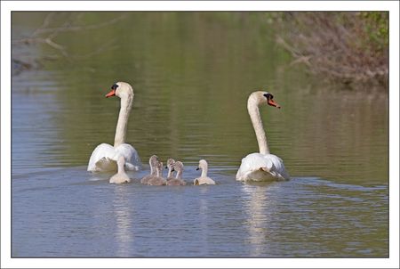 MS_lulu_Moins_famille_cygne_dos_140511