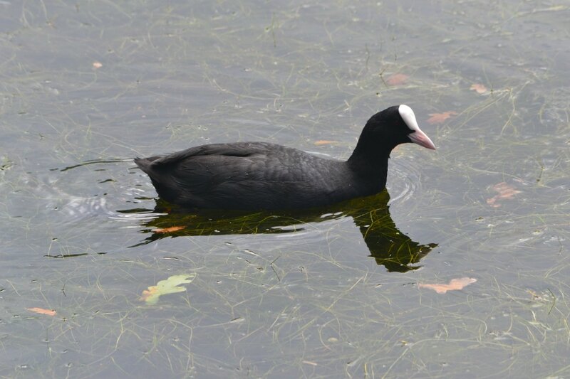 Parc ornithologique Teich 047