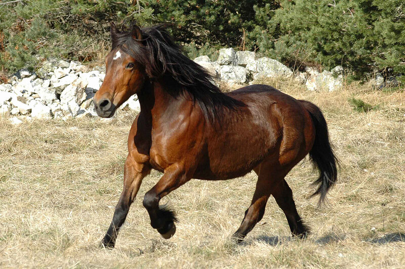 cheval-du-vercors-1