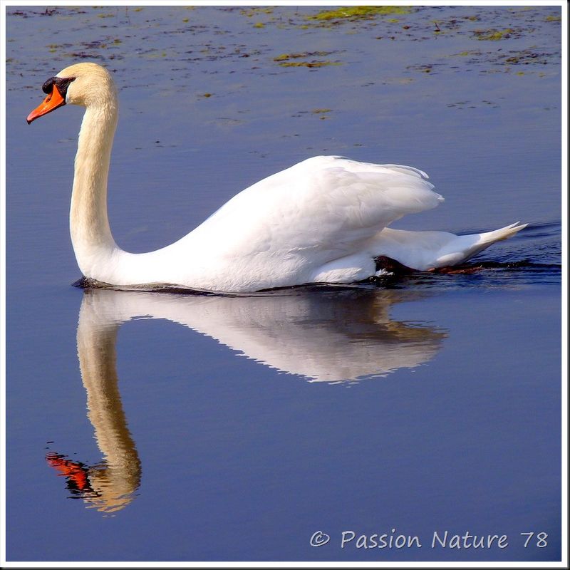 Le cygne tuberculé