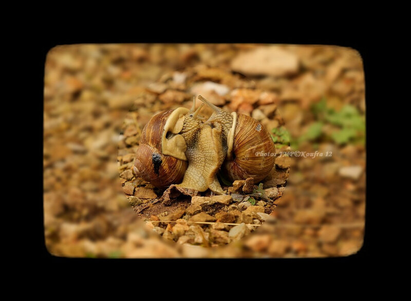 Photos JMP©Koufra 12 - Escargot - 17072018 - 013