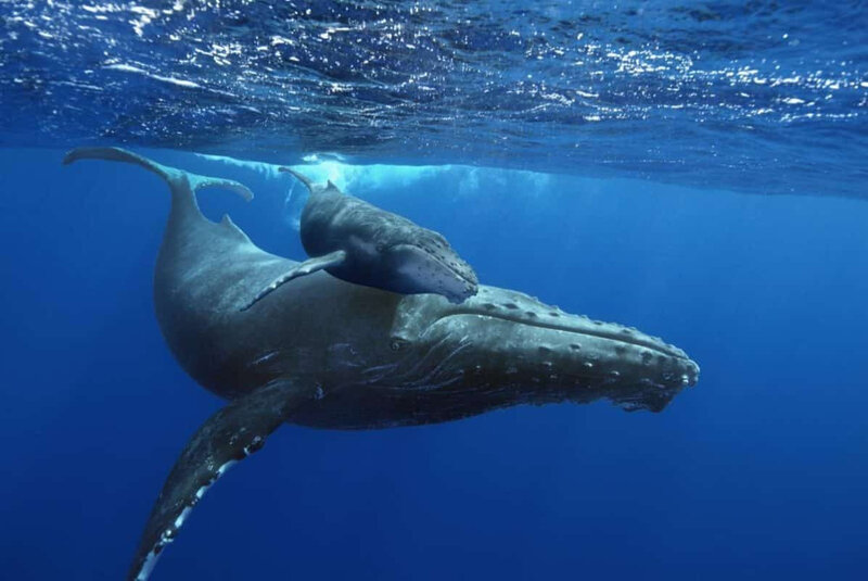 Baleine-Baleineau