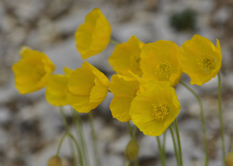 _DSC0164_Papaver_aurantiacum