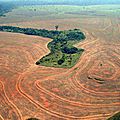 Décryptage de la <b>déforestation</b> par Greenpeace