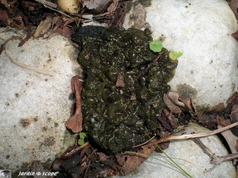 Nostoc commun • Crachat de Lune • Nostoc commune