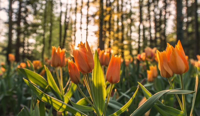 tulip-flowers-in-the-spring-in-the-park-2021-09-01-22-05-14-utc