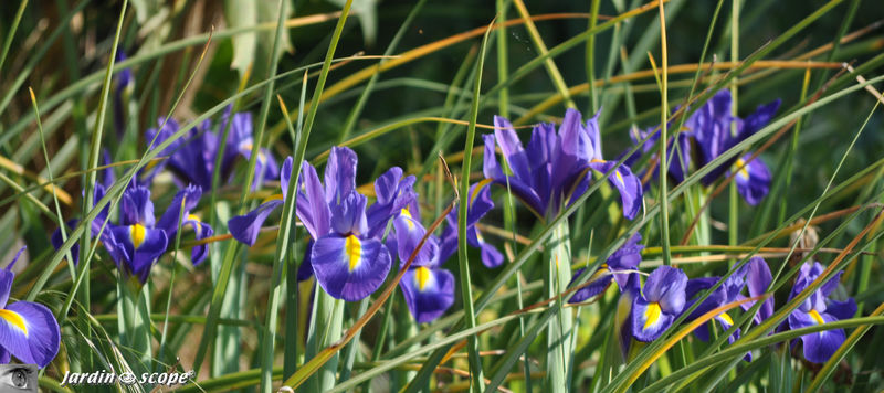 Iris Hollandica 'Blue Magic'