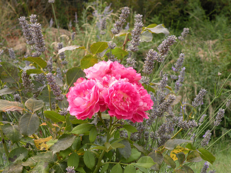 rosier et lavande