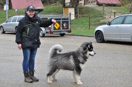 Week end chiots avril 2013 - chiots Djinn Chinua 6 mois_223