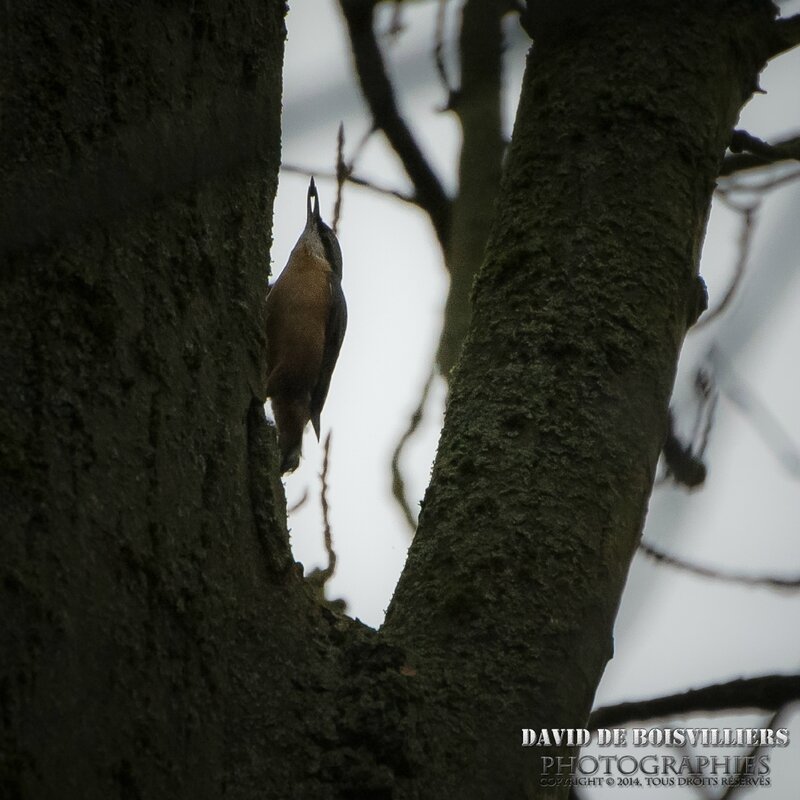 Sittelle torchepot (Sitta europaea)